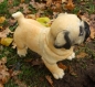 Mops