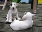 Bullterrier klein, liegend