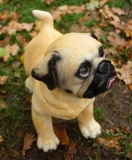 Mops