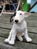 Bullterrier klein, sitzend
