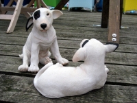 Bullterrier klein, liegend