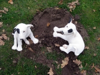 Bullterrier klein, liegend