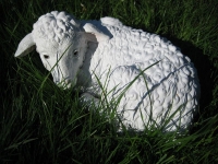 Liegendes Lamm