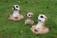 Erdmännchen aus der Erde schauend, klein