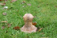 Erdmännchen aus der Erde schauend, klein