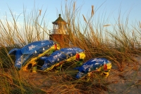 Mittleres Kampenferkel "Quermarkenfeuer"