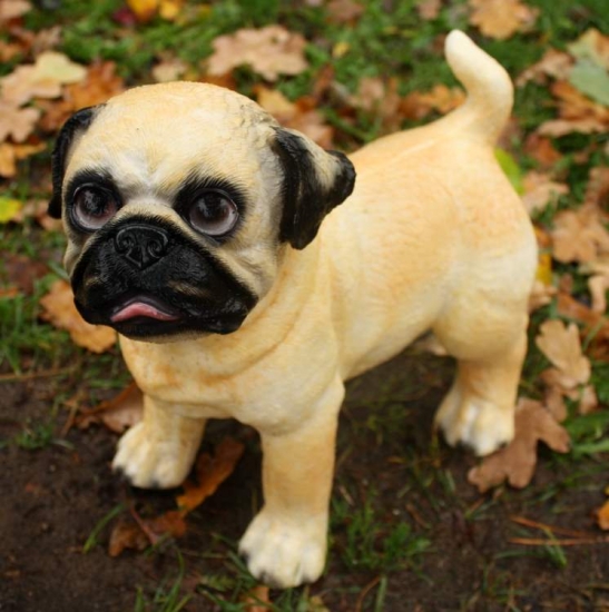 Mops