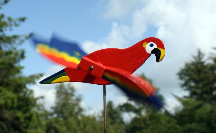 Windmöwe 