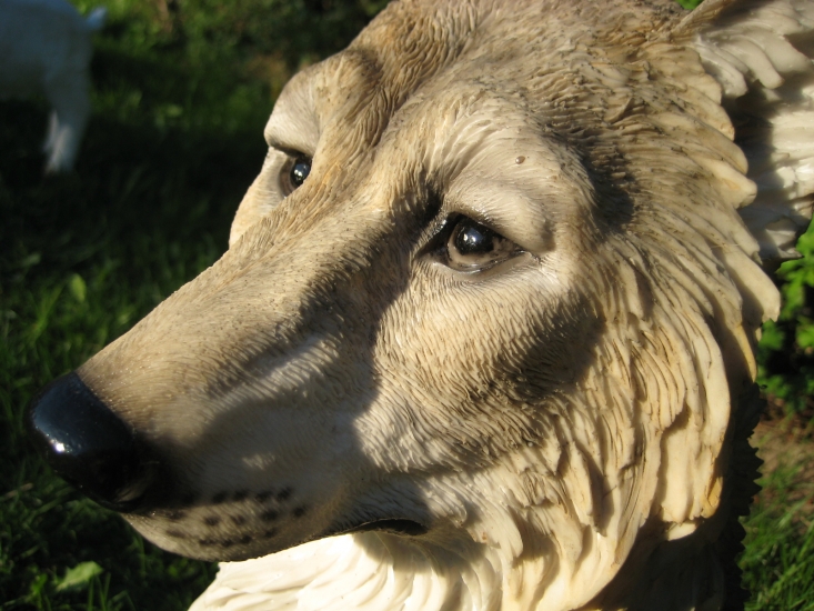 Wolf
