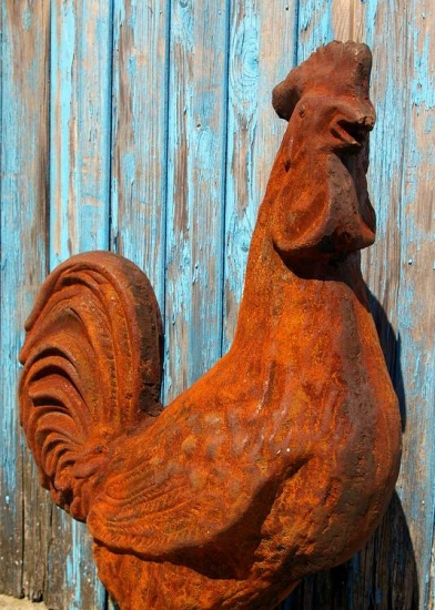Hahn, groß