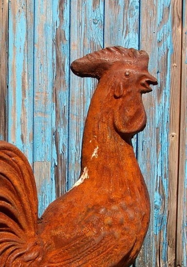 Hahn, groß