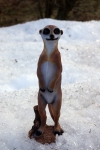 Erdmännchen