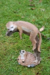 Erdmännchen schlafend, klein