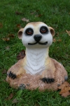 Erdmännchen aus der Erde schauend, groß